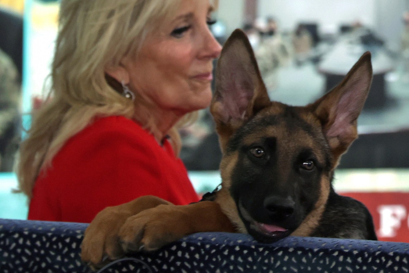 The Bidens' newest dog Commander will make his television debut in a commercial before the Super Bowl.