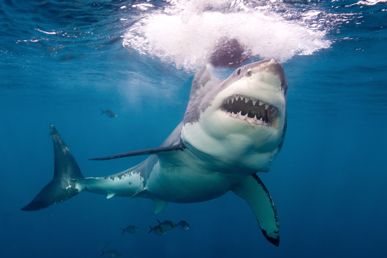 The 46-year-old surfer was waiting for a wave when the shark struck. <i>Photo: Getty</i>