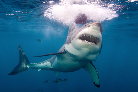 Shark attacks are rarer than you probably think