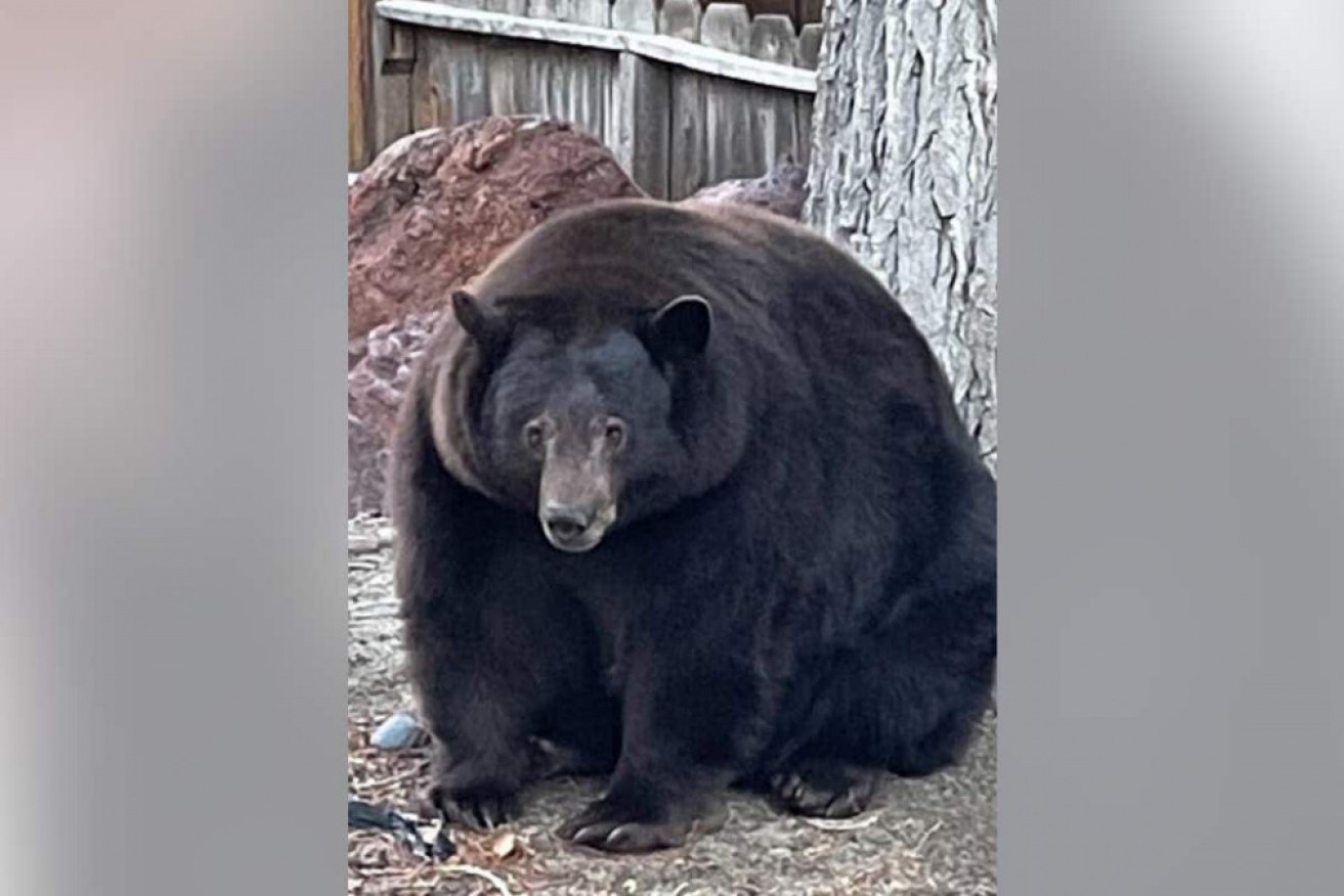 A 227 kg black bear, known as "Hank the tank" is terrorising a US town.