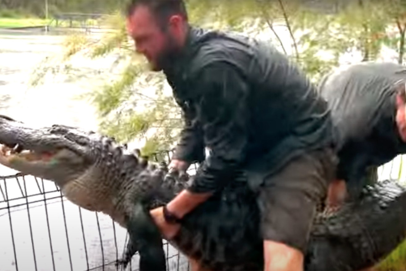 Head reptile keeper Jake Meney led the "dangerous" task on Tuesday.