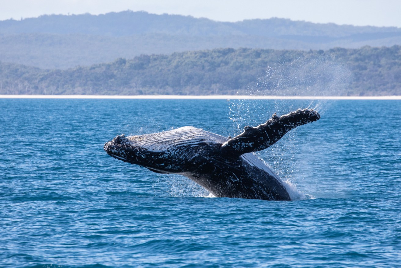 A whale the size of this creature would barely notice hitting a small fishing boat. <i>Photo: Getty</i>