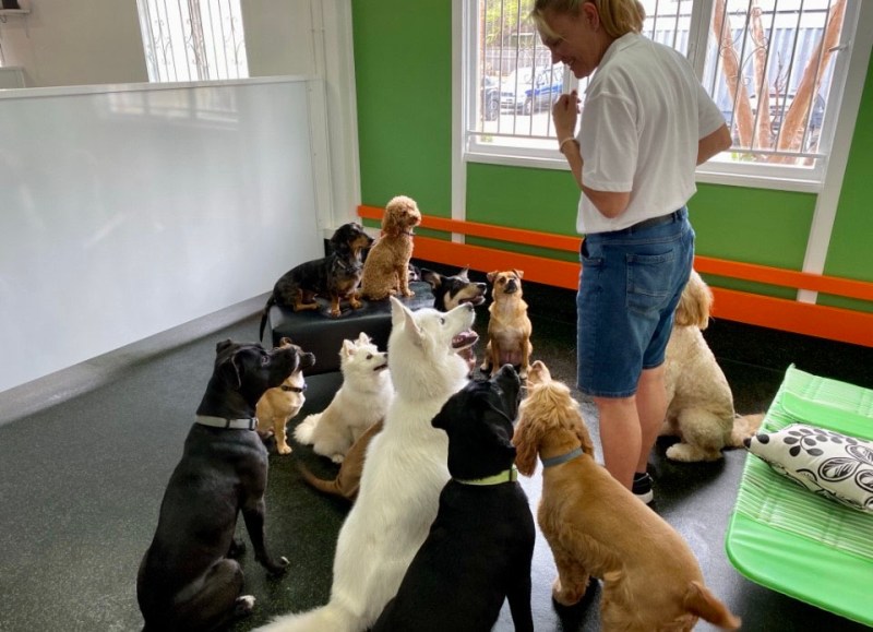 Brisbane flood dog daycare