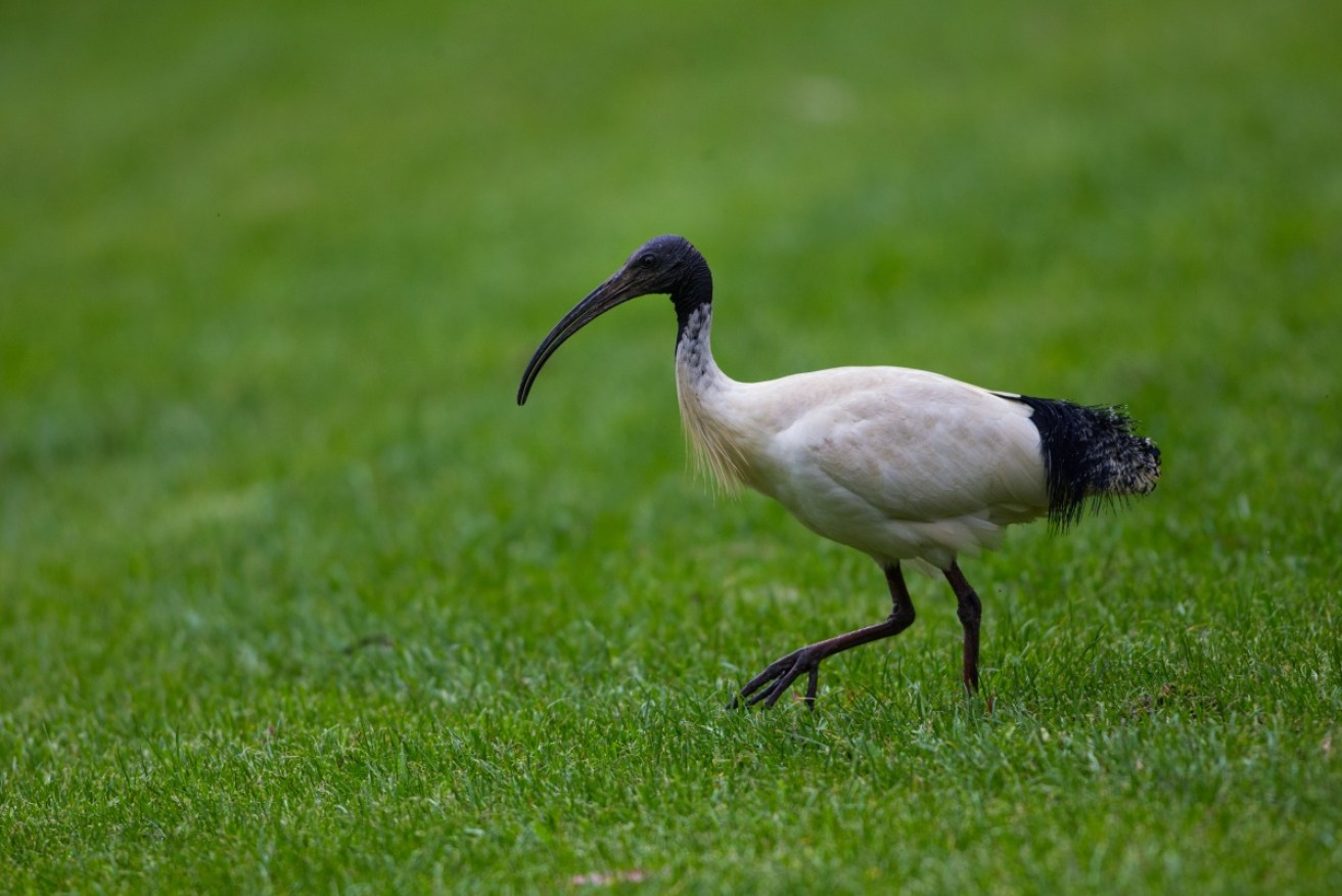 Debate has erupted online on whether the white ibis should be the official Brisbane Olympics mascot.