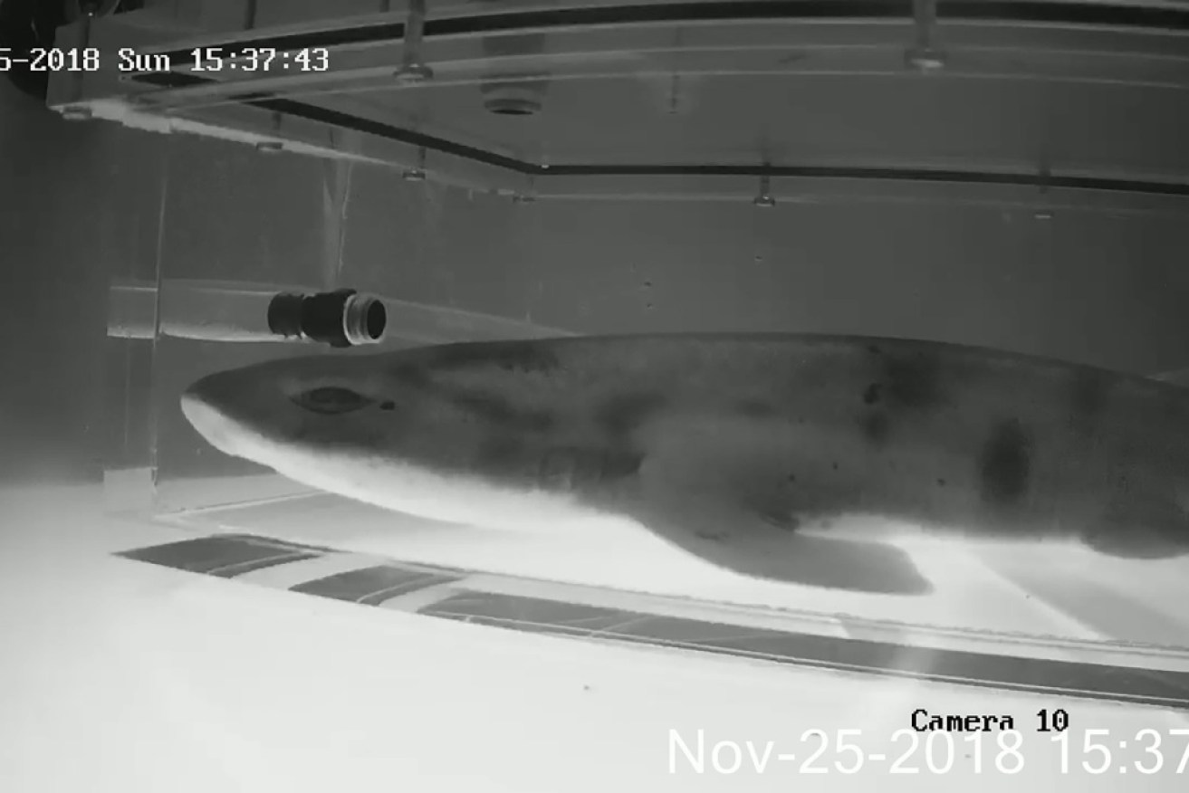 An Australian researcher has proven sharks do sleep, and like to rest lying down.