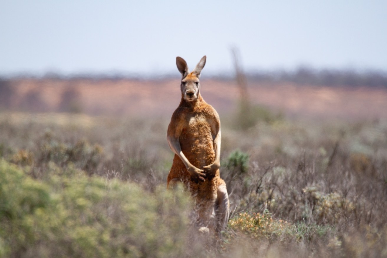 A three year old girl is badly injured after being attacked by a kangaroo at an Armidale property.