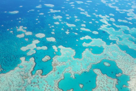 Reef in grip of another bleaching event