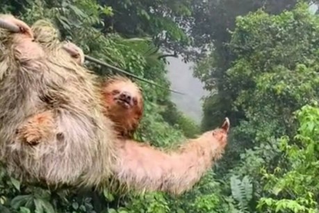 Top videos: Sloth hangs in there for a zipline frolic