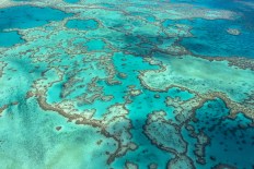 Almost all reef ecosystems 'at high risk of collapse'