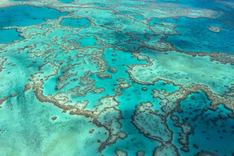Reef in grip of new mass bleaching event