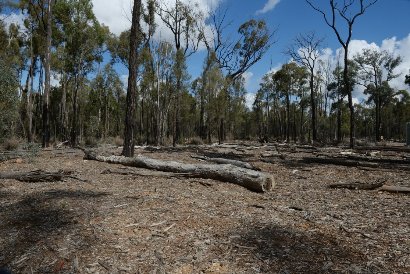 The Clean Energy Regulator says it welcomes scrutiny of the carbon credit scheme.