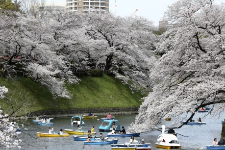 Cautious Japan celebrates cherry blossoms in full bloom