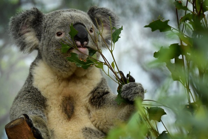 Warning of killing zones inside new koala park