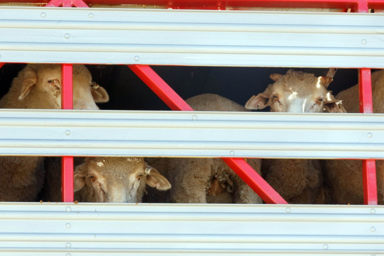 Questions are being raised about a decision to resume live sheep exports to the Middle East.