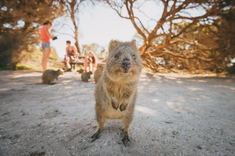 Rottnest Island quokka