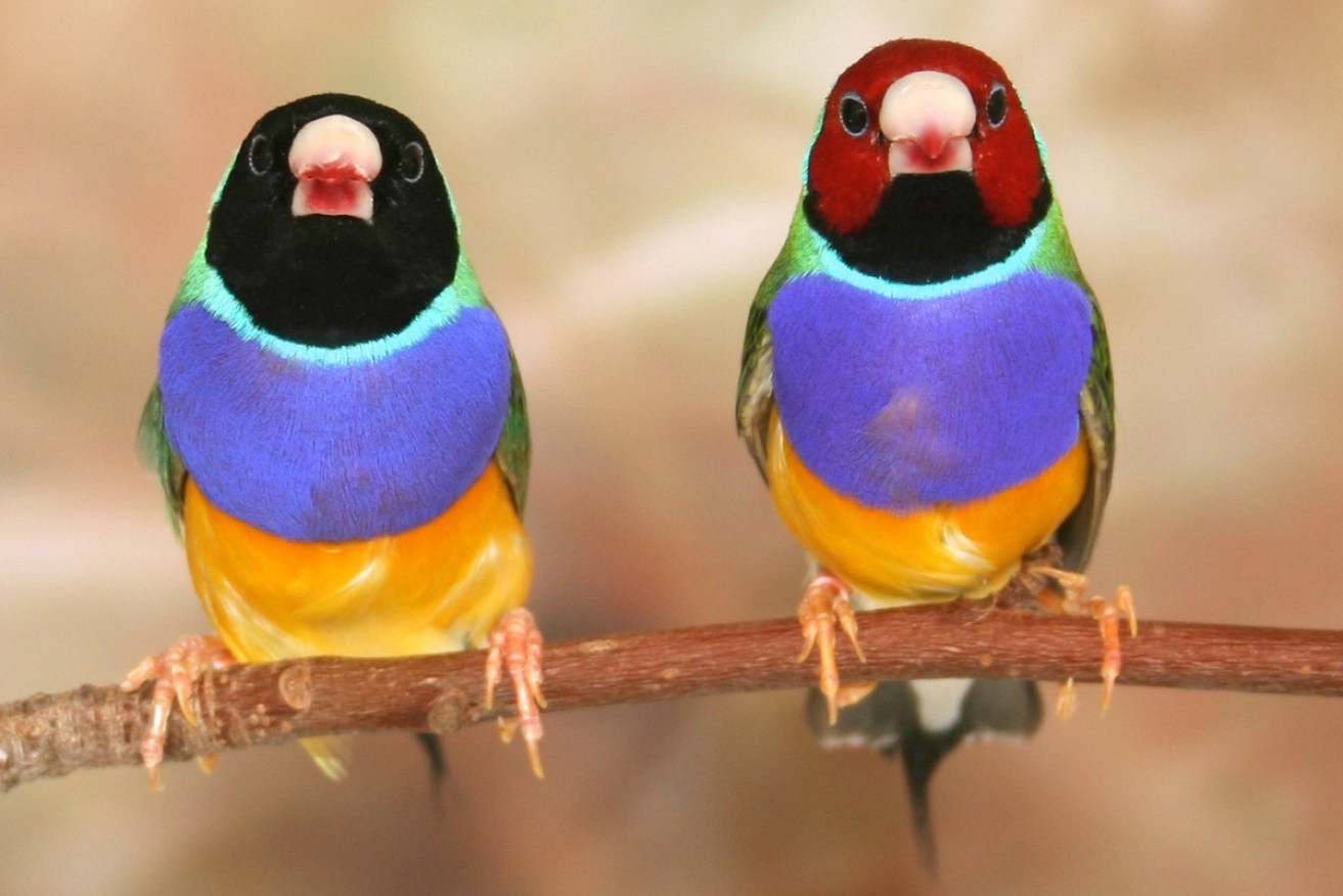 Gouldian Finches seen in Darwin have prompted hopes the endangered species may be recovering. 