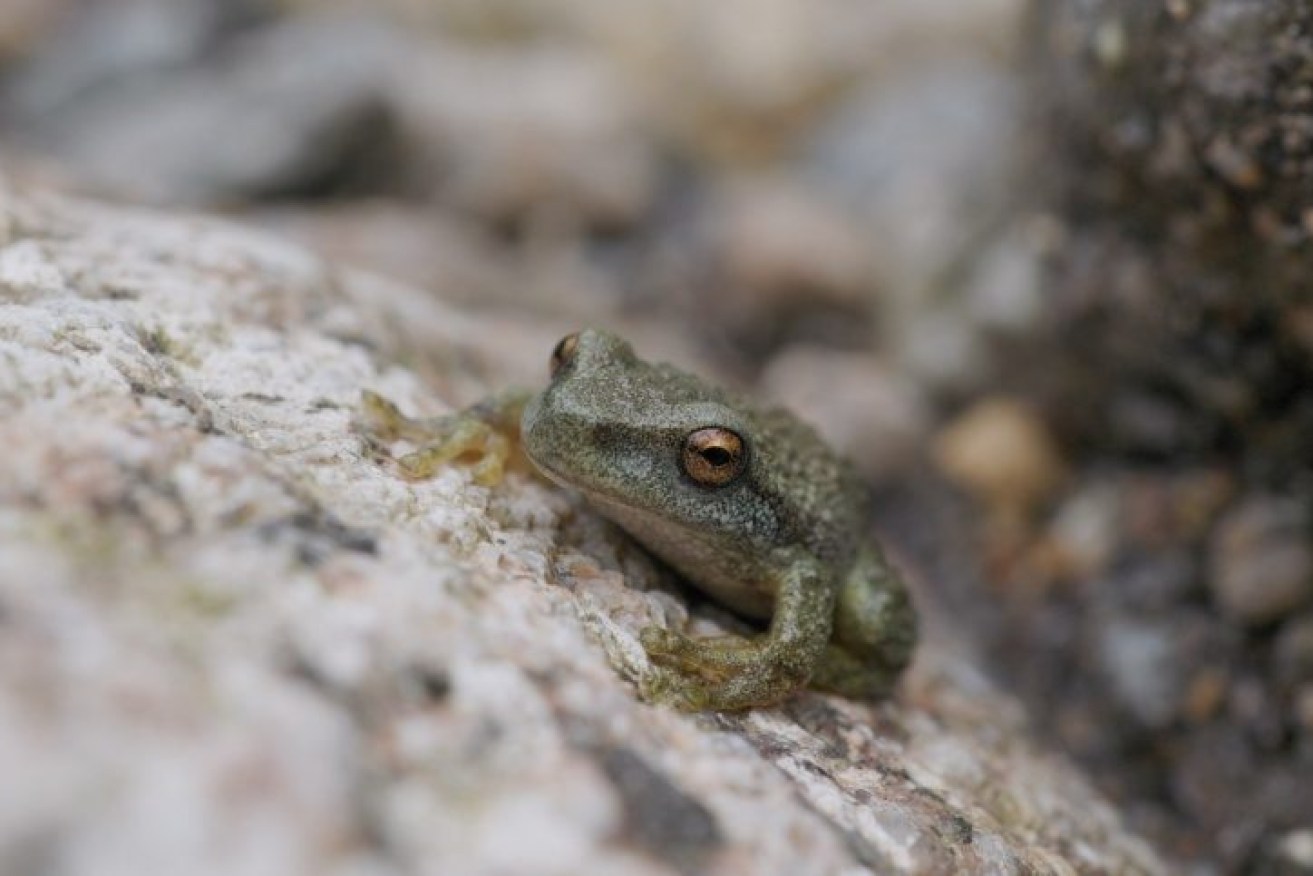 Only a handful of endangered spotted tree frogs are thought to have survived the bushfires.