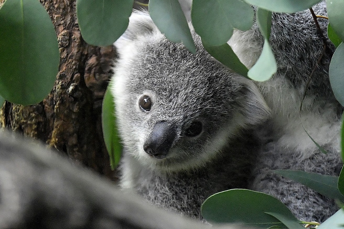 Chlamydia has been virtually eliminated among koalas at Belmont Hills Reserve. 