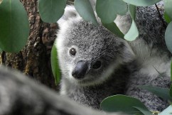 Chlamydia-hit koalas on road to recovery