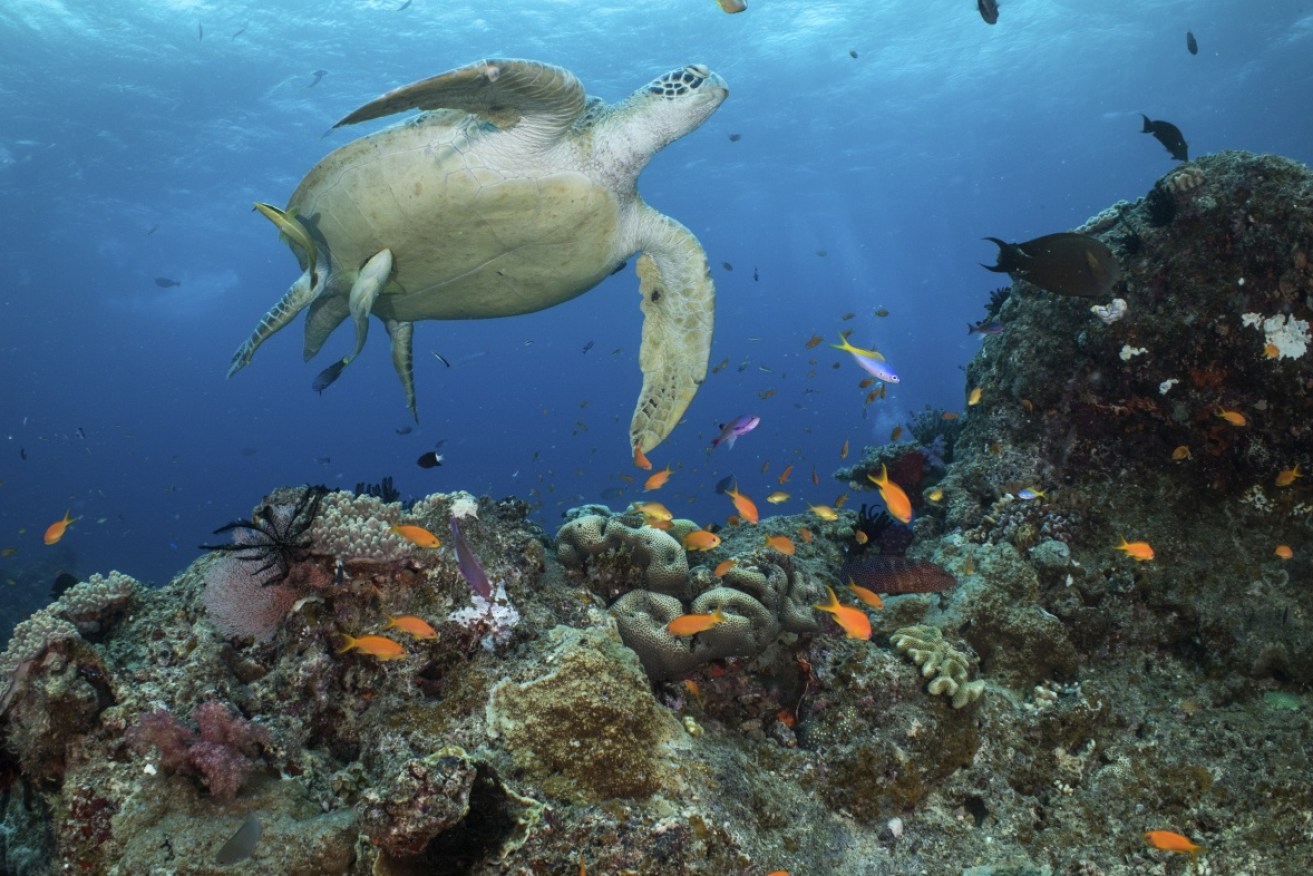 A dangerous delicacy, sea turtle meat can sometimes be infected with lethal bacteria.