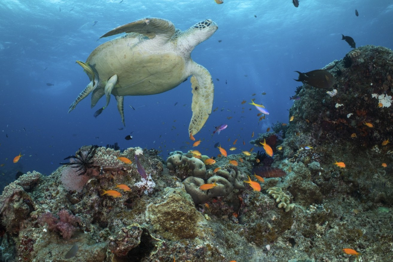 The new Albanese-led government says the Great Barrier Reef is no longer in danger thanks to new climate commitments.