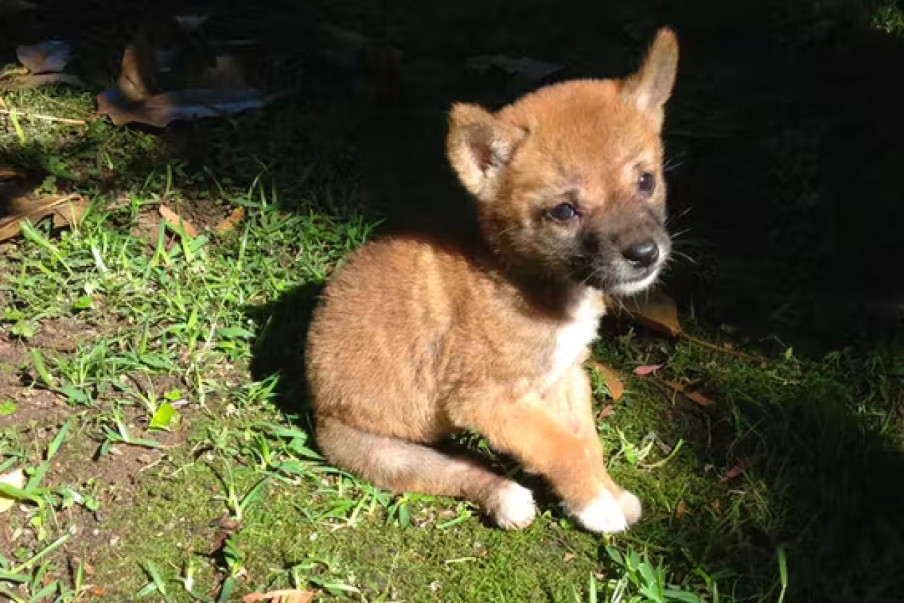 Researchers sequenced the genome of dingo puppy Sandy to determine the breed's place in canine evolution.