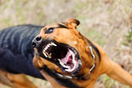 Dog attacks on postal workers skyrocket
