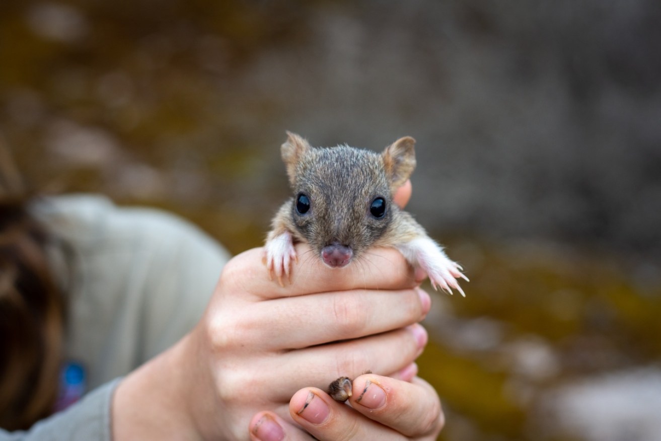 A project to reintroduce brush-tailed bettongs to the South Australian mainland is going well. 