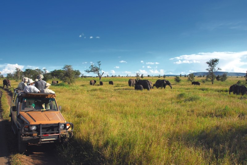 Spotting animals can be an unforgettable travel experience. Just don't get too close.