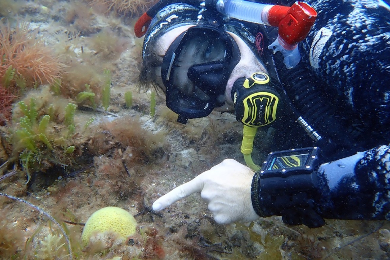 PhD student David Juszkiewicz with a Plesiastrea coral off the Fremantle Coast of Western Australia.