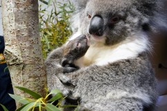 First UK-born southern koala named Hazel
