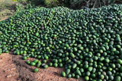Farmers dump avocado harvests amid low prices