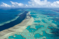 Reef report diagnoses cause of coral bleaching