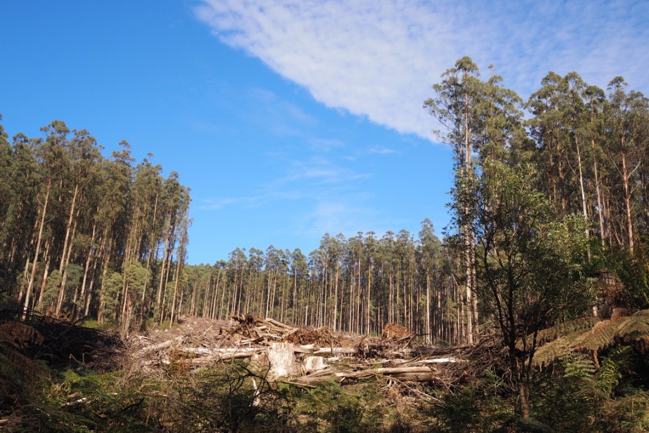 About 10,380 hectares of native vegetation is removed from Victorian private properties each year.