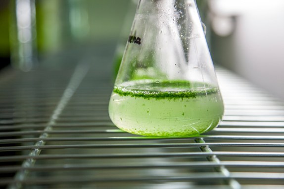 algae