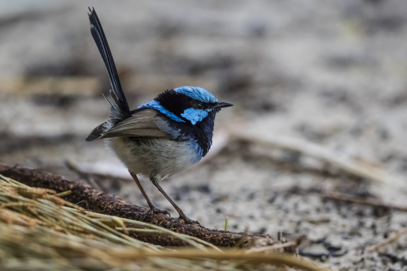 Superb fairywren were among 19 species whose evolution was investigated in the new study.