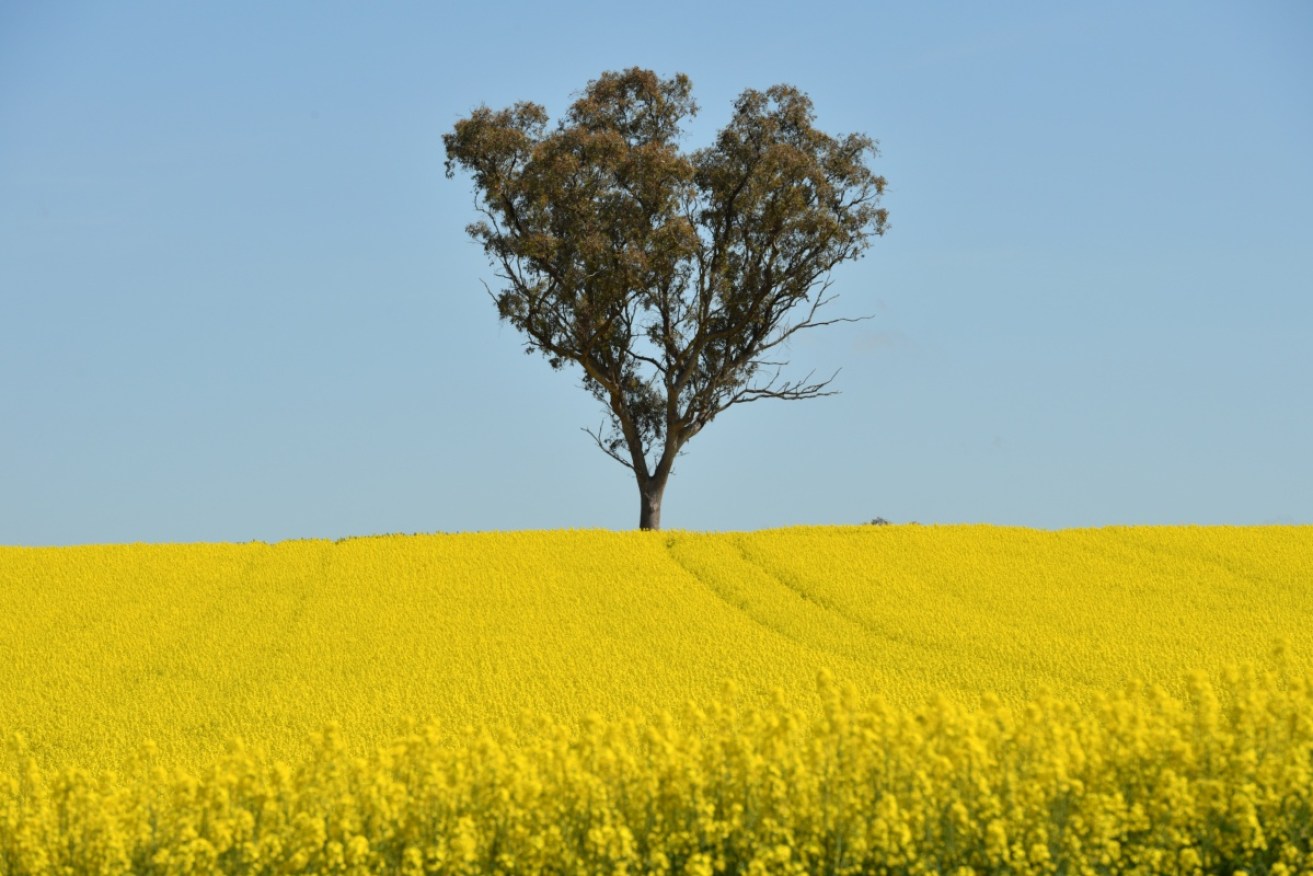 Australian agriculture is expected to hit its second highest amount of production on record. 