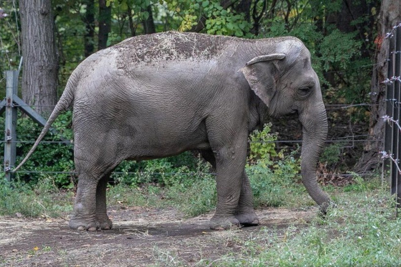 The Court of Appeals has ruled Happy the elephant must remain in her Bronx Zoo enclosure.