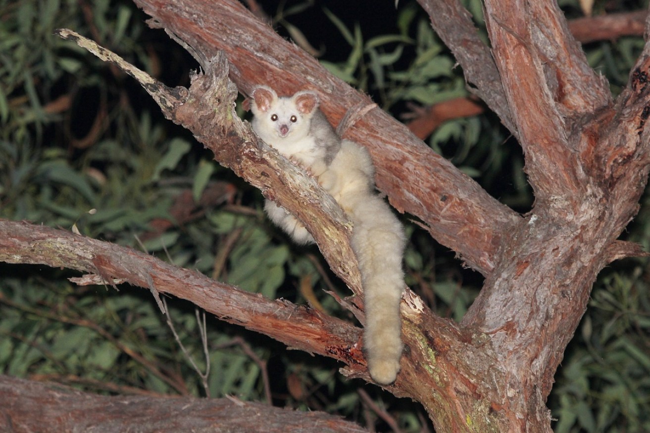 The greater glider can't survive if unlogged trees are more than 100 metres apart.