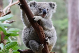 Gas project expansion sparks koala fears