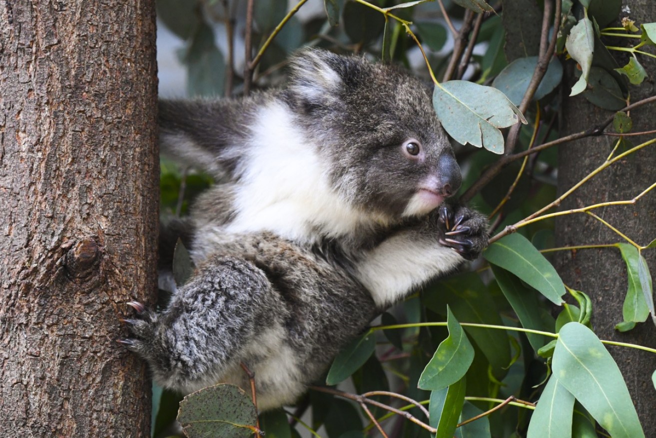 The Forestry Corporation of NSW was fined for damaging koala habitat on the state's north coast.