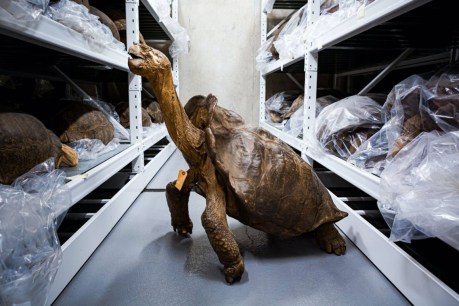 Back from the dead: A rare tortoise makes a comeback