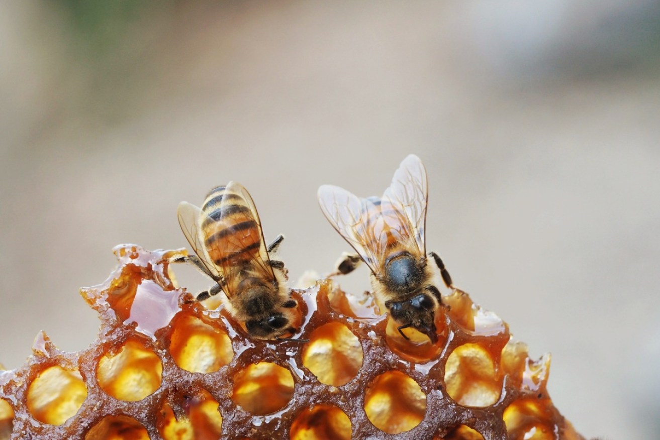 NSW beekeepers have been barred from moving or tending their hives after varroa mite was detected.