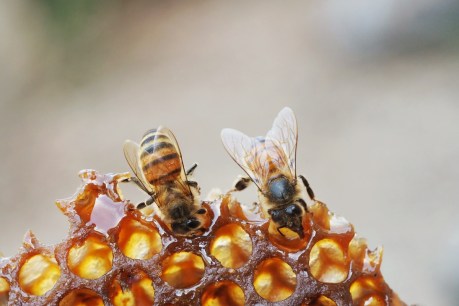 Hundreds of hives destroyed in bee mite fight