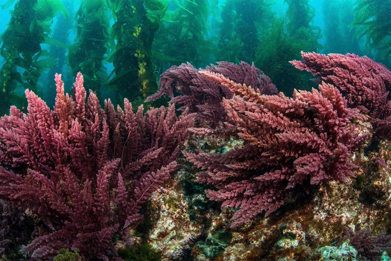 The Australian seaweed <i>asparagopsis</i> is being sold to limit methane released by cows.