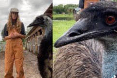 This delinquent emu is the web’s favourite bird