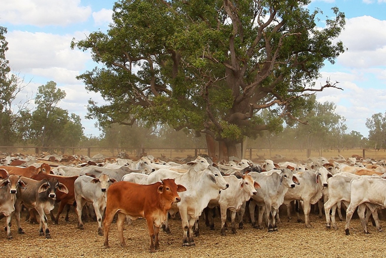 An expert biosecurity task force has been established to ensure Australia is fully prepared for any potential outbreak.