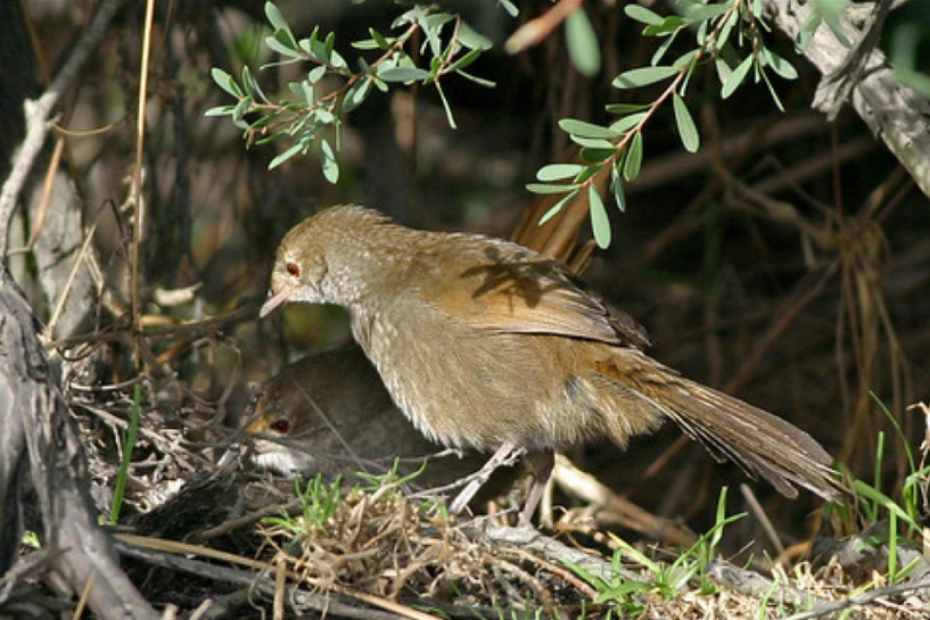 The relocated eastern bristlebirds are building new lives and nests in Victoria. <i> Photo: twitter</i>