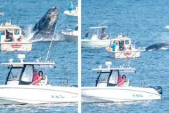 Video: Whale breaches, crashes into boat