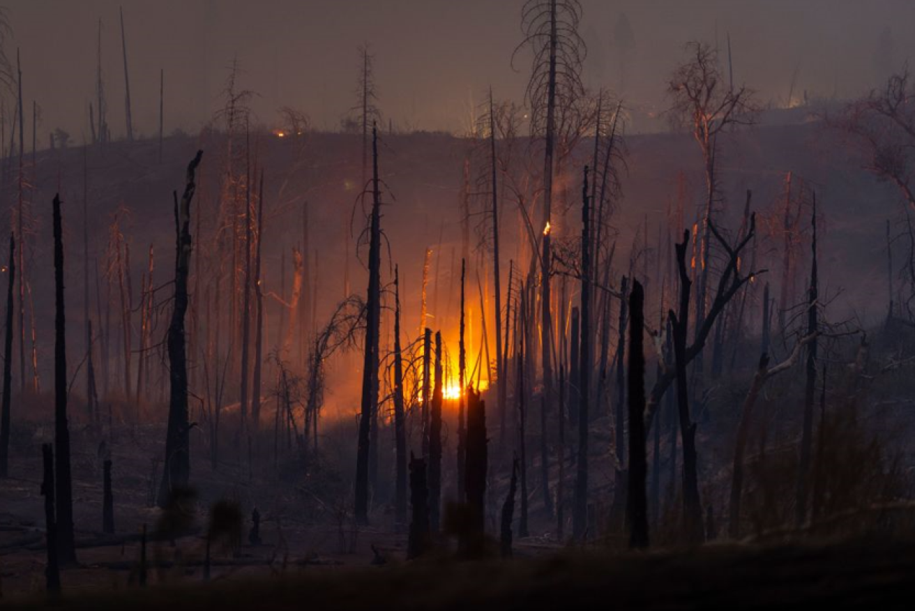 A mighty Californian forest is reduced to blackened stumps and ash - a hellish vista being replicated across America's western states. <i>Photo: Getty</i>